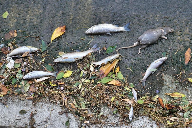 Fiume Olona