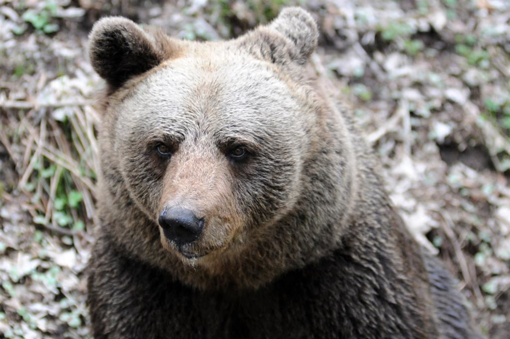 Orso M90