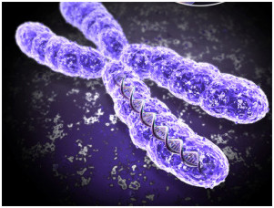 chromosomes