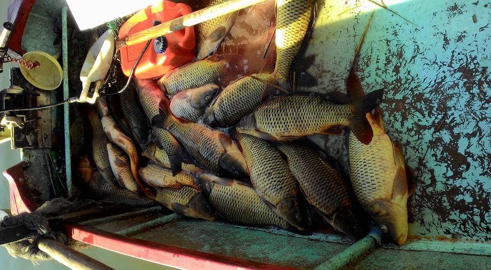 Pesca al Trasimeno